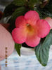 23 iulie 2013-flori 073