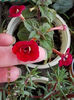 23 iulie 2013-flori 079