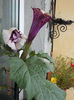 23 iulie 2013-flori 048