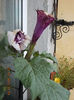 datura mov balerina tutu