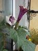 23 iulie 2013-flori 051