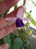 23 iulie 2013-flori 029