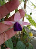 23 iulie 2013-flori 030