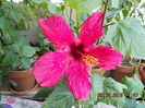 23 iulie 2013-flori 014
