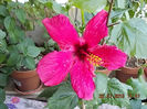 23 iulie 2013-flori 016