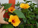 23 iulie 2013-flori 066