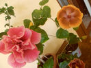 Charles Septembre + Tahitian Sophistication