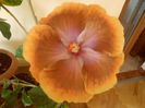 Tahitian Sophistication