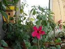 23 iulie 2013-flori 017