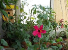 23 iulie 2013-flori 018
