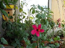 23 iulie 2013-flori 019