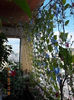 23 iulie 2013-flori 033