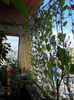 23 iulie 2013-flori 034