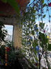 23 iulie 2013-flori 035
