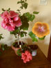 hibiscus grup