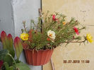 23 iulie 2013-flori 052
