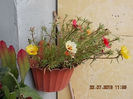 23 iulie 2013-flori 053