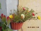 23 iulie 2013-flori 054