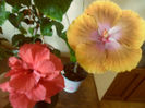 Toledo  + Tahitian Sophistication