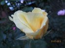 IMG_6205