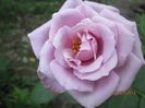 IMG_6175