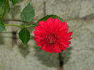 DSCN5795