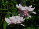 DSCN5796