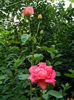 DSCN5827