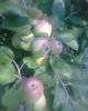 Copy of Fotogr.0229