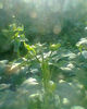 Copy of Fotogr.0231