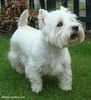 WESTIE