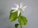 Jasmin grandiflora
