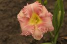 Pink Elation
