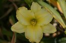 Ruffled Lemon
