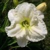 White Crinoline