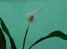 DSCN8062