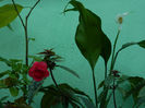DSCN8060