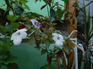 DSCN8063