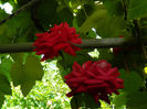 DSCN8086