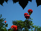 DSCN8087