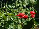 DSCN8090