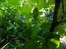 DSCN8098