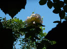 DSCN8106