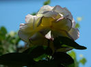DSCN8107