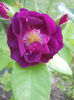 Rhapsody in Blue