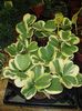 hoya kerry variegata