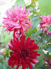 DSCN7941