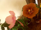 Dainty Pink +  Jim Berry