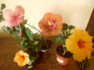 hibiscus grup