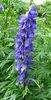 Aconitum-napellus